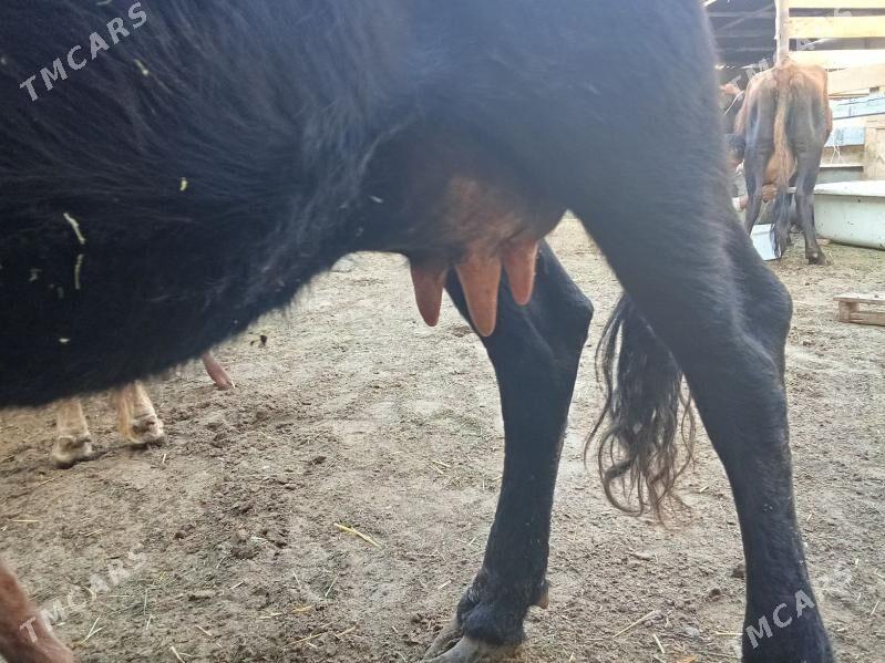 goleli sygyr - Gumdag - img 4