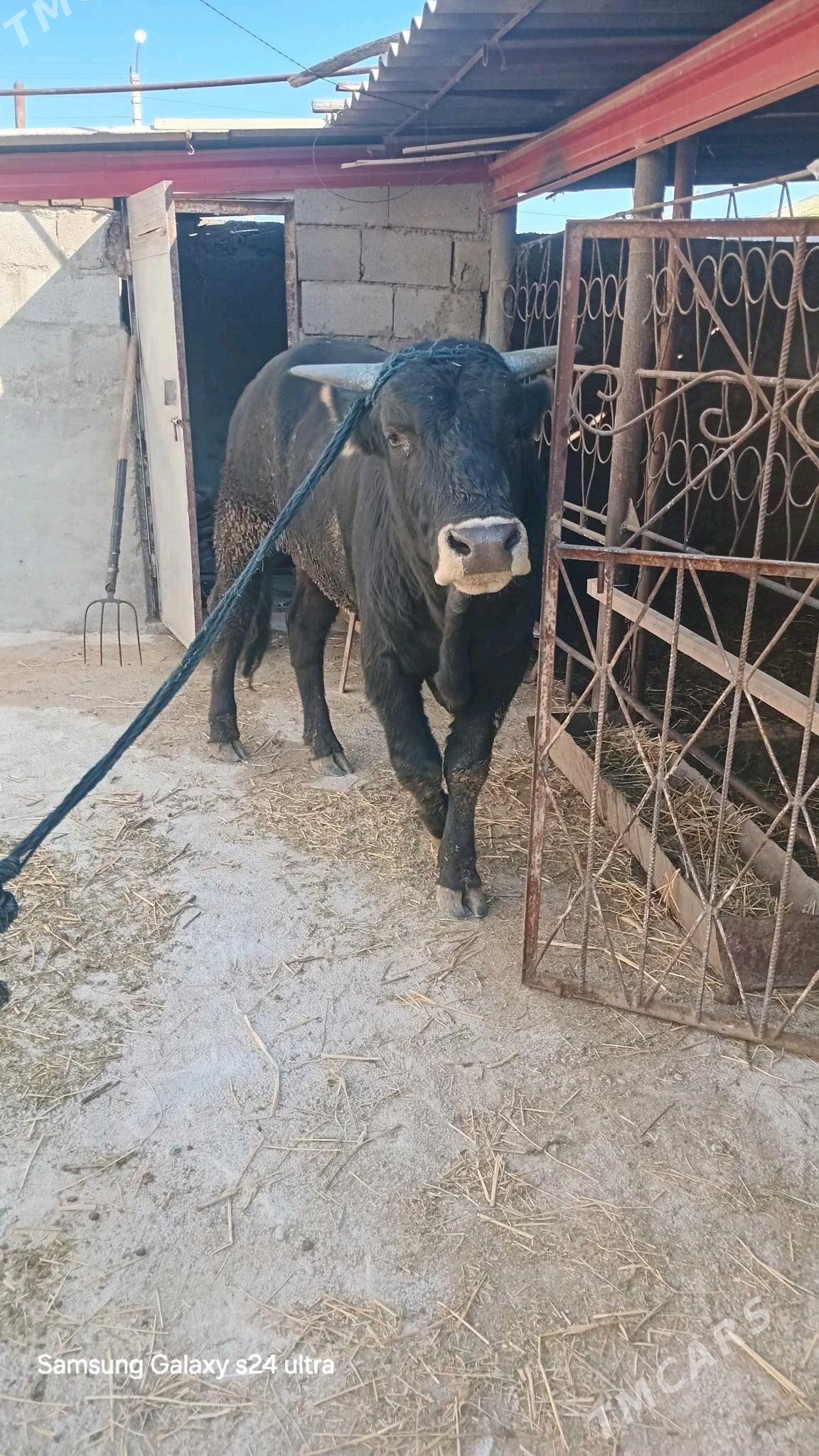 ōkūz - Aşgabat - img 1