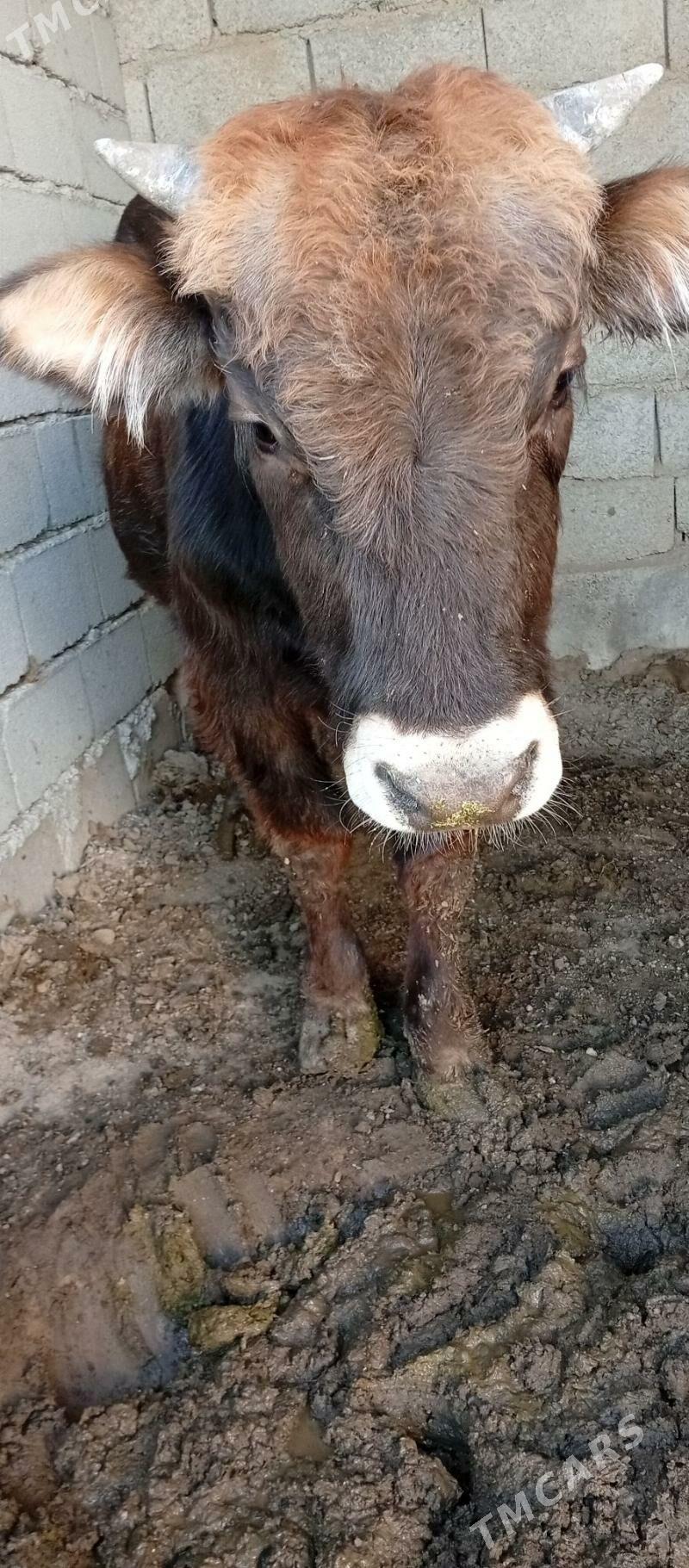 okuz - Багир - img 3