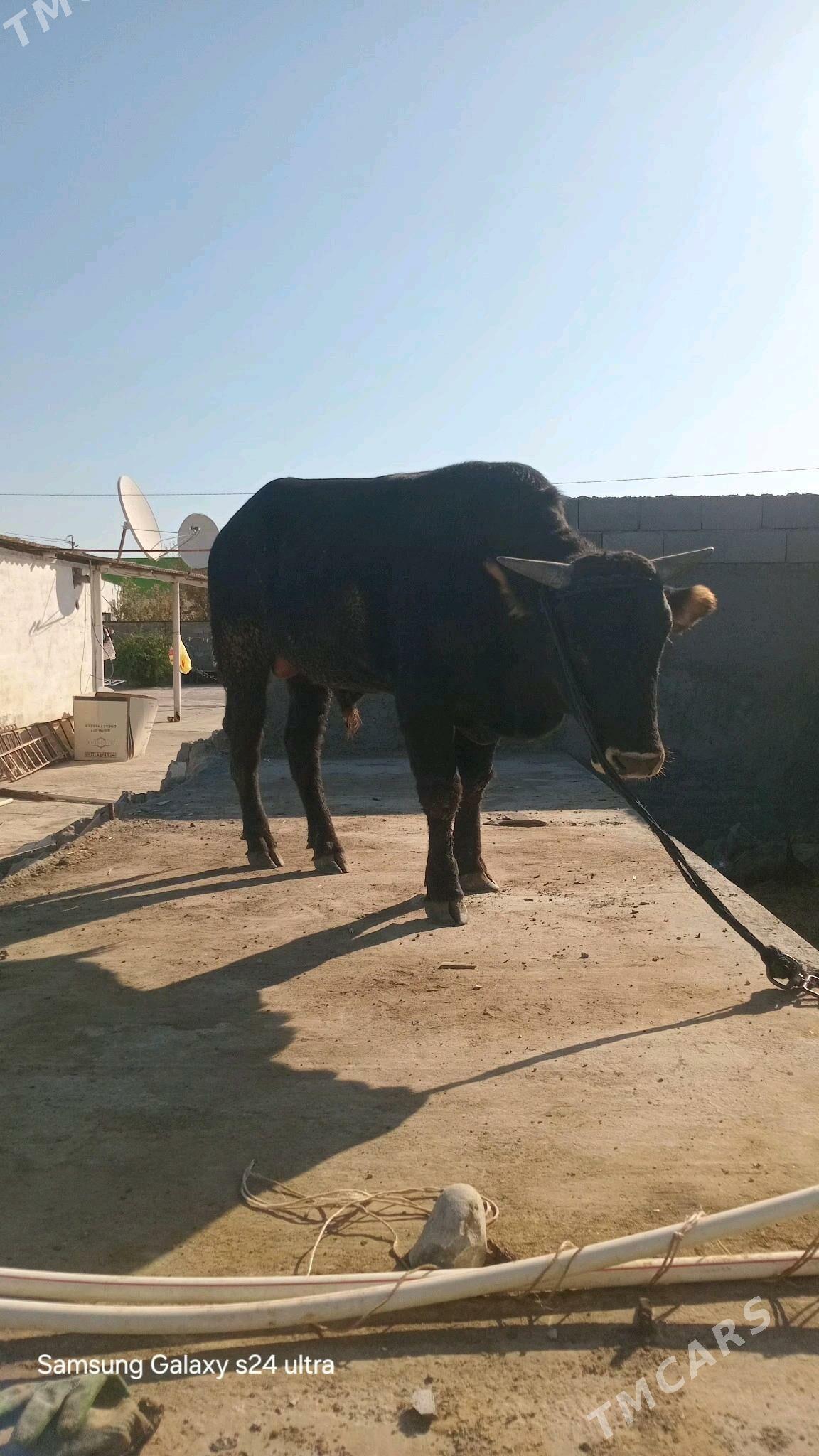 ōkūz - Aşgabat - img 3