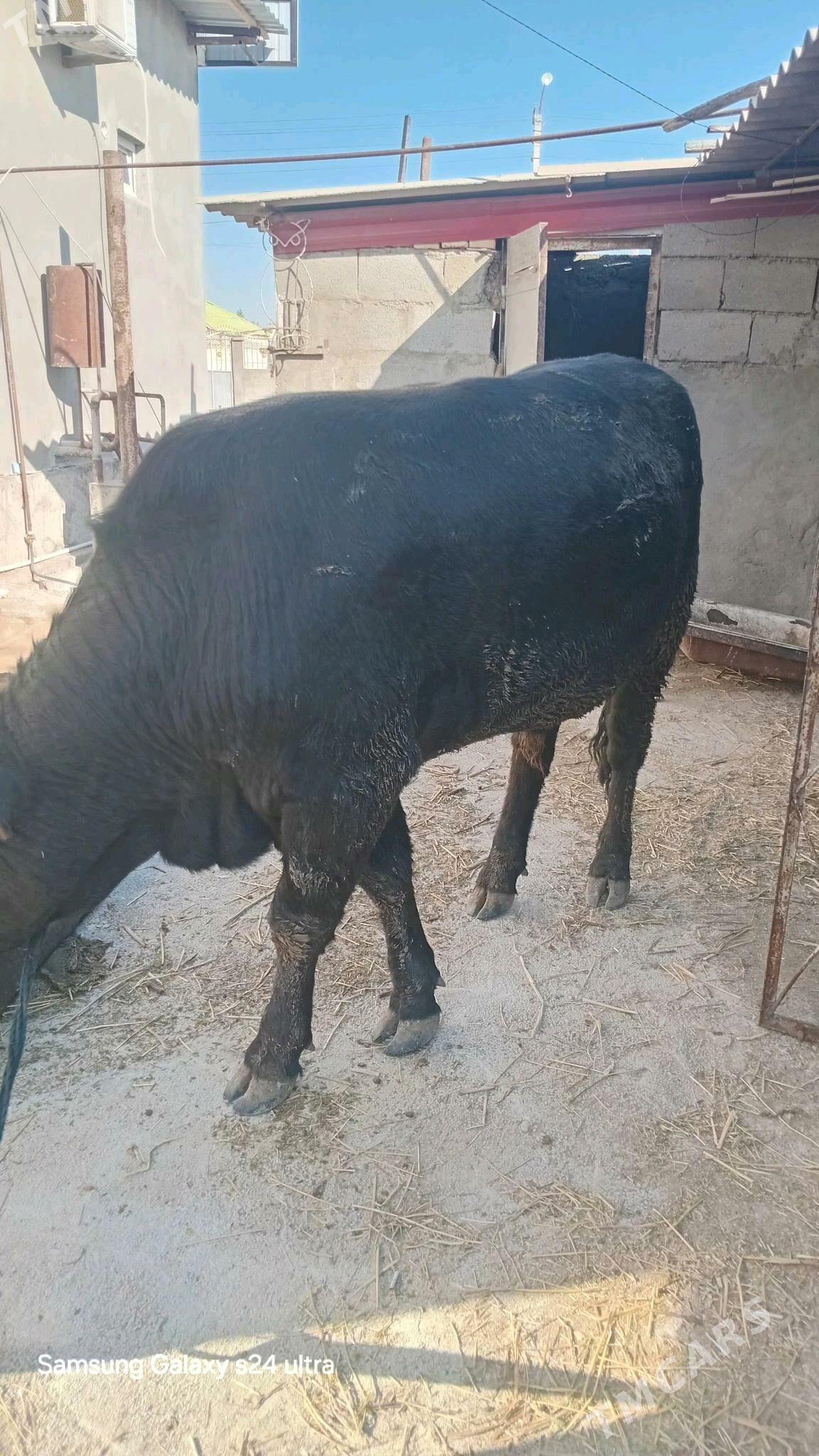 ōkūz - Aşgabat - img 2