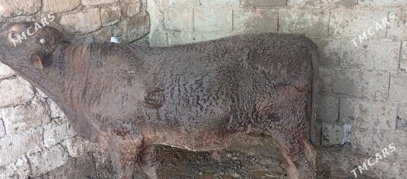 okuz - Багир - img 2