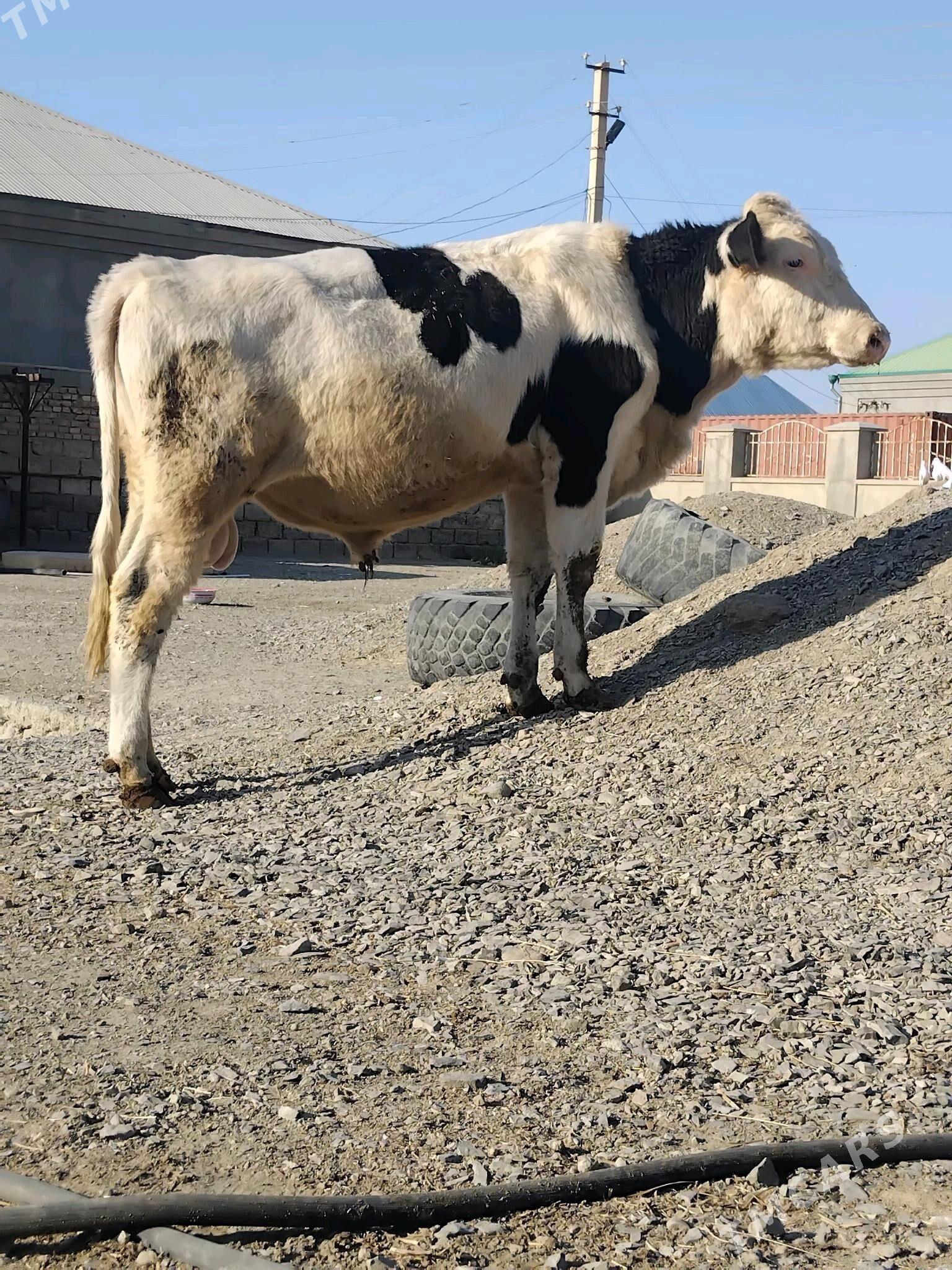 Okuz - Bäherden - img 2