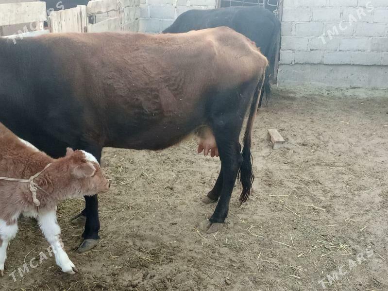 goleli sygyr - Гумдаг - img 3