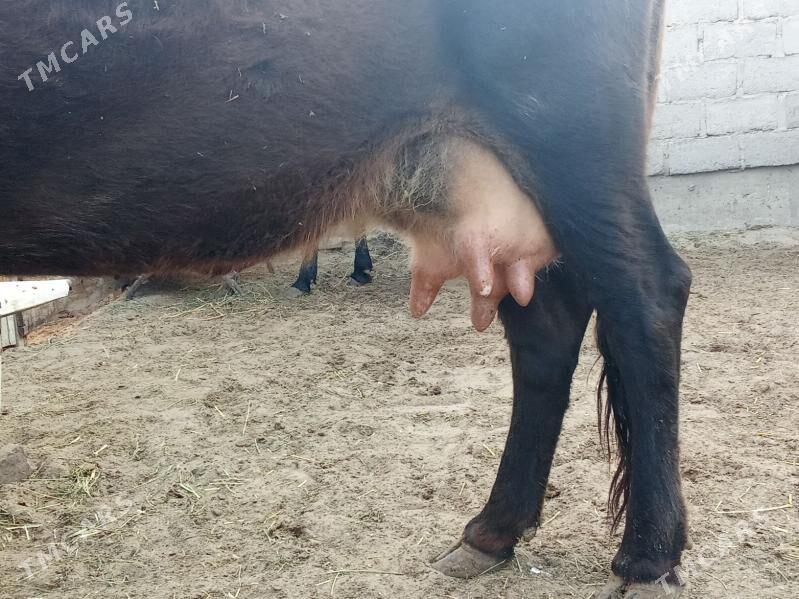 goleli sygyr - Гумдаг - img 2