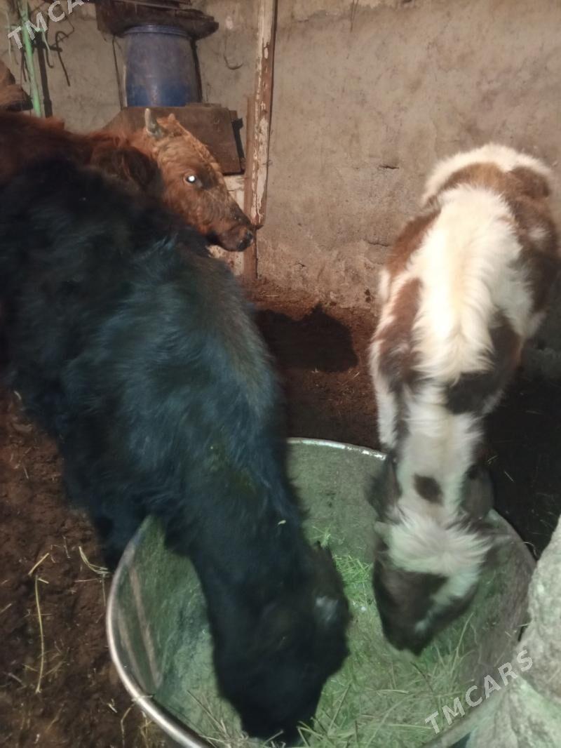 Okuz 2-sany - Aşgabat - img 4