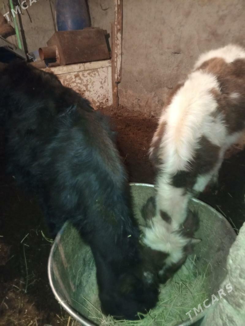 Okuz 2-sany - Aşgabat - img 2