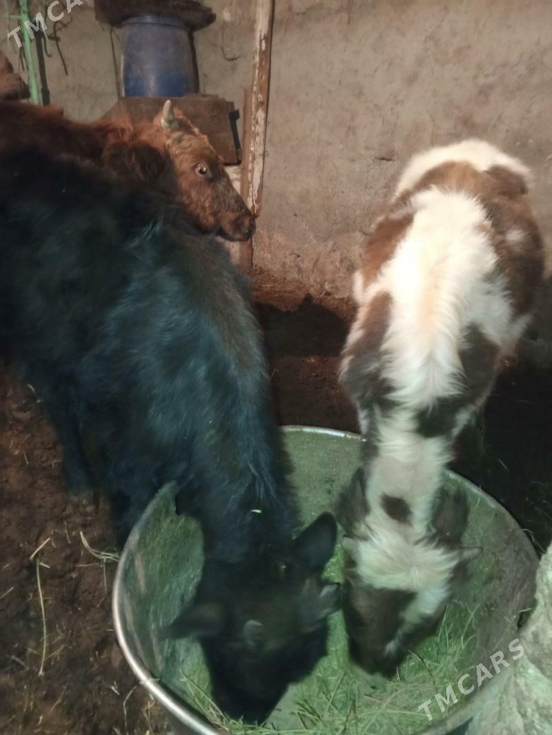 Okuz 2-sany - Aşgabat - img 3