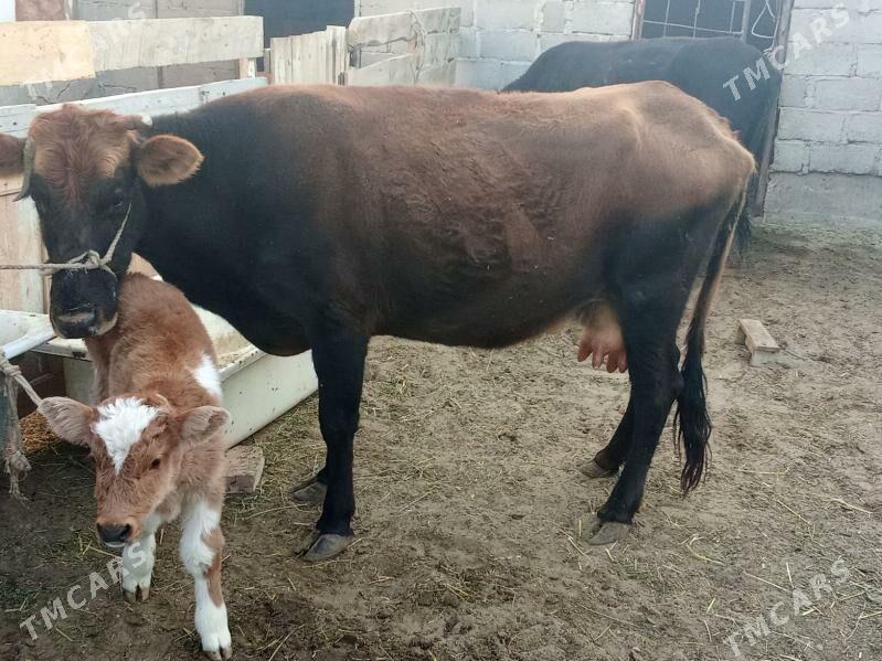 goleli sygyr - Гумдаг - img 4