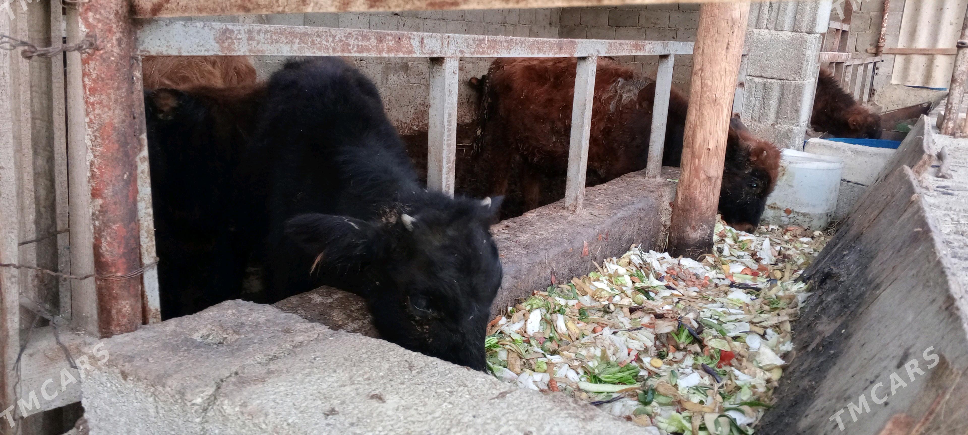 öküz - Gökdepe - img 2