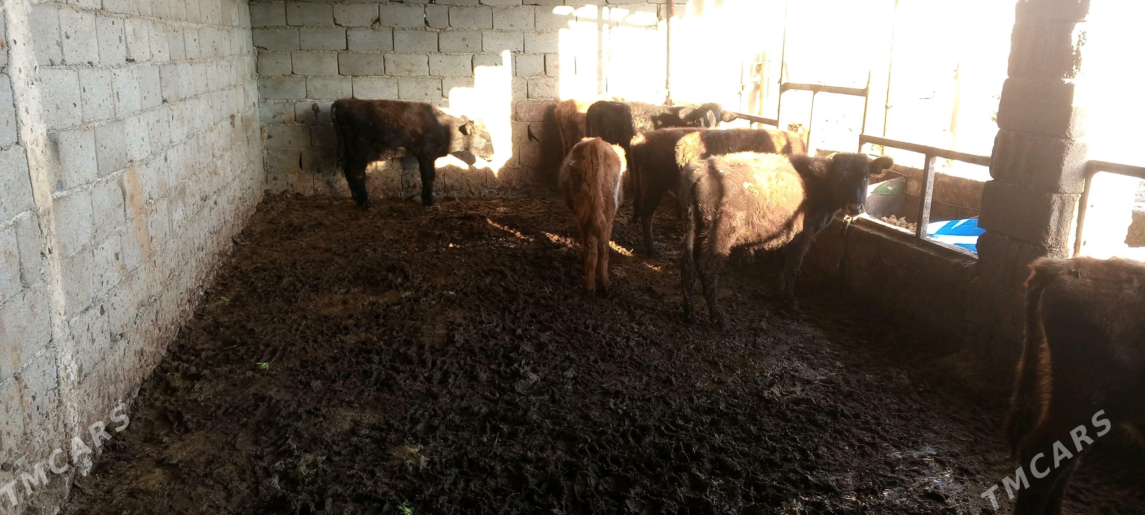 öküz - Gökdepe - img 5