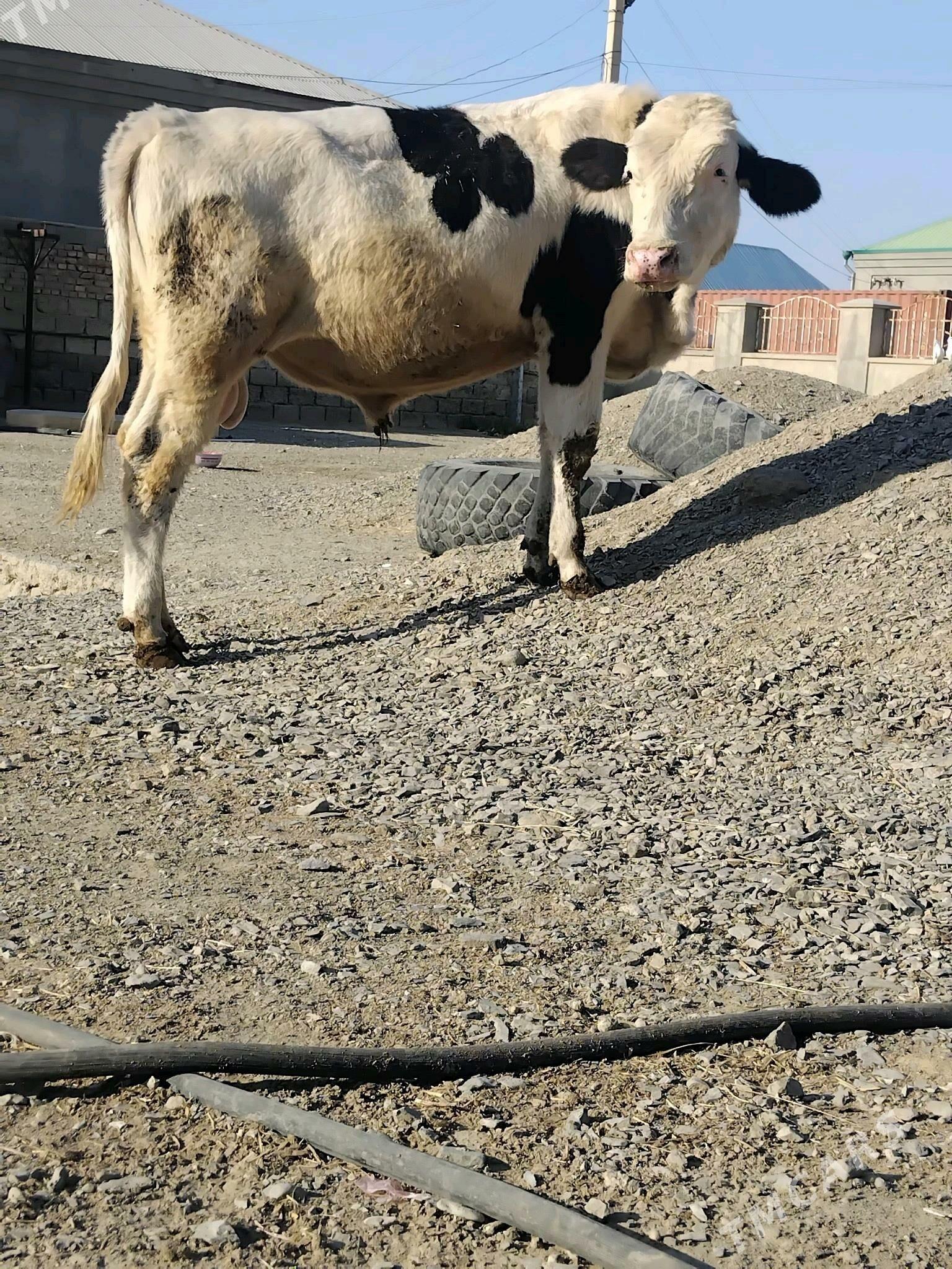 Okuz - Bäherden - img 3