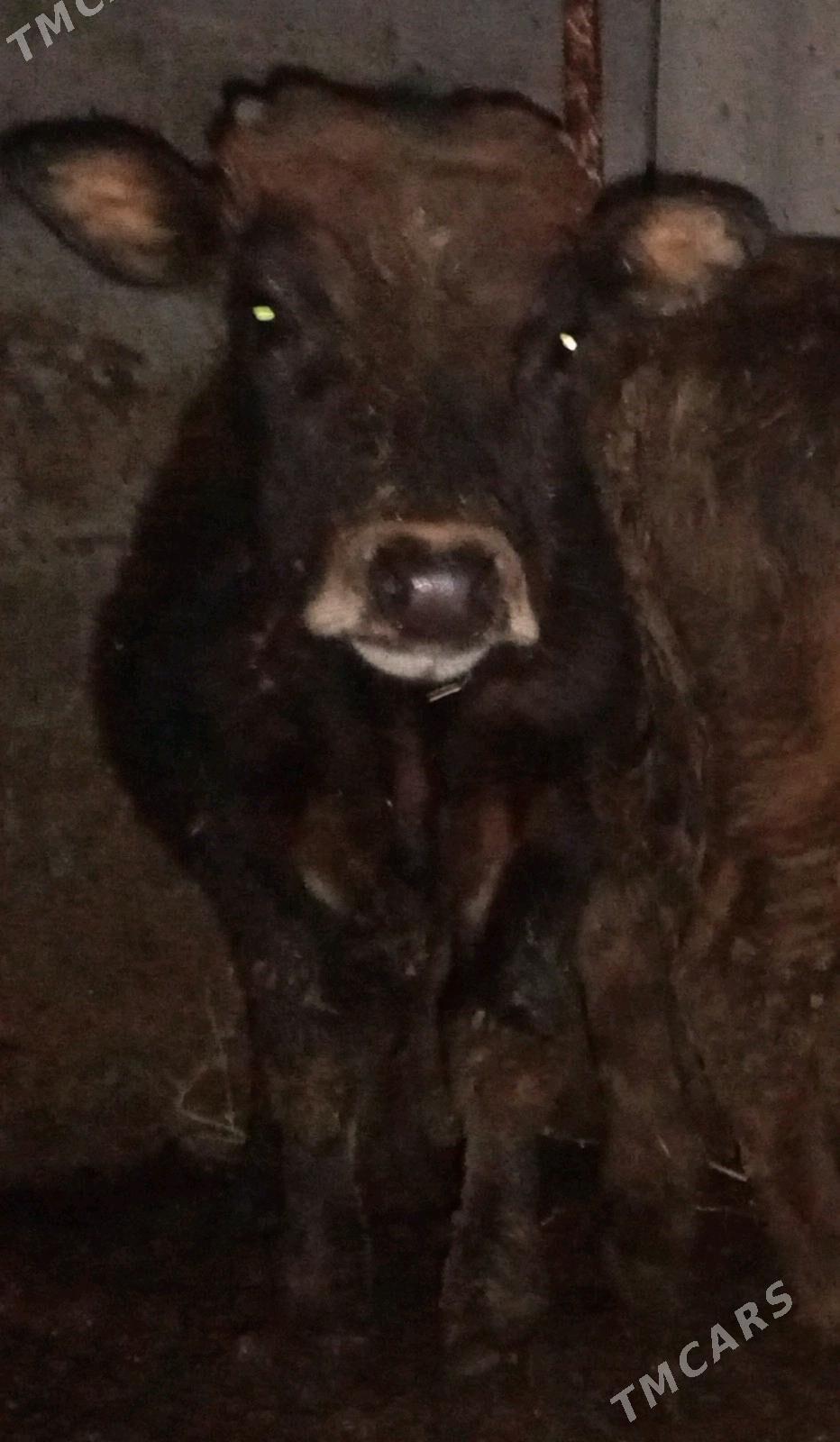 öküz - Gökdepe - img 6