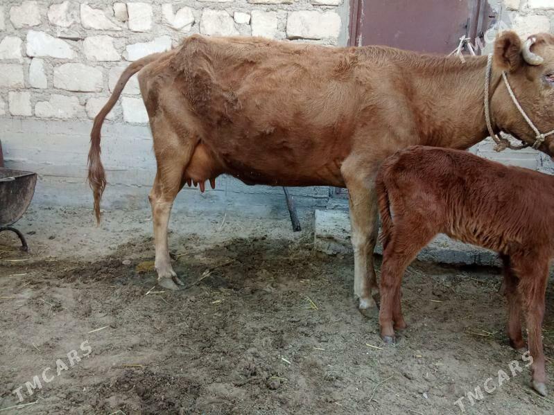 goleli sygyr - Gumdag - img 2