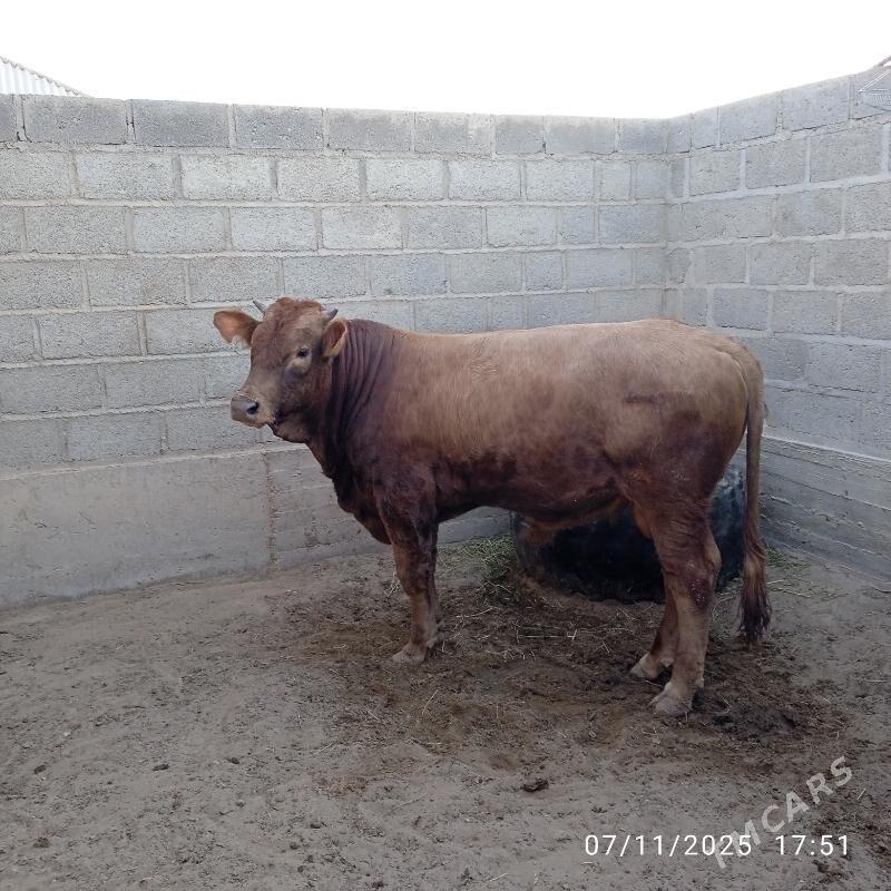 Okuz - Гумдаг - img 2