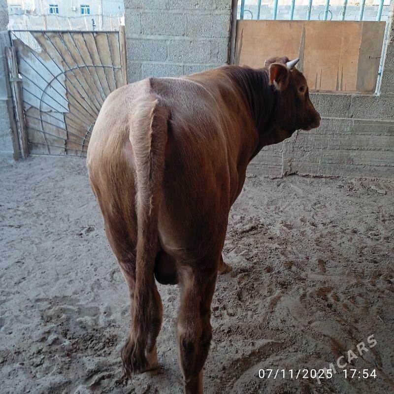 Okuz - Гумдаг - img 1