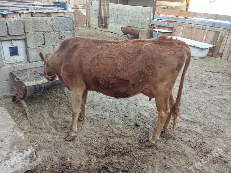 goleli sygyr - Gumdag - img 3