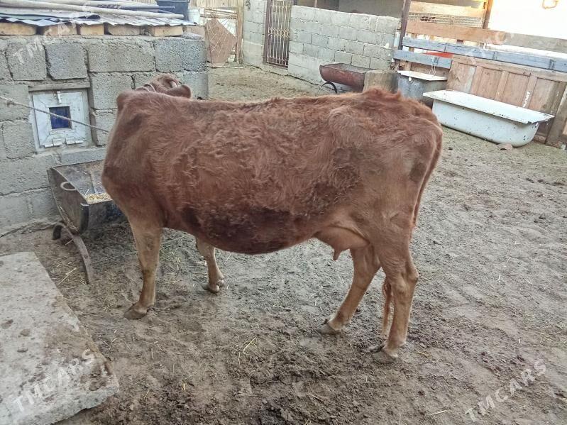 goleli sygyr - Gumdag - img 4