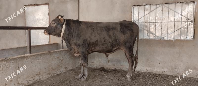 semiz uly okuz - Büzmeýin - img 2