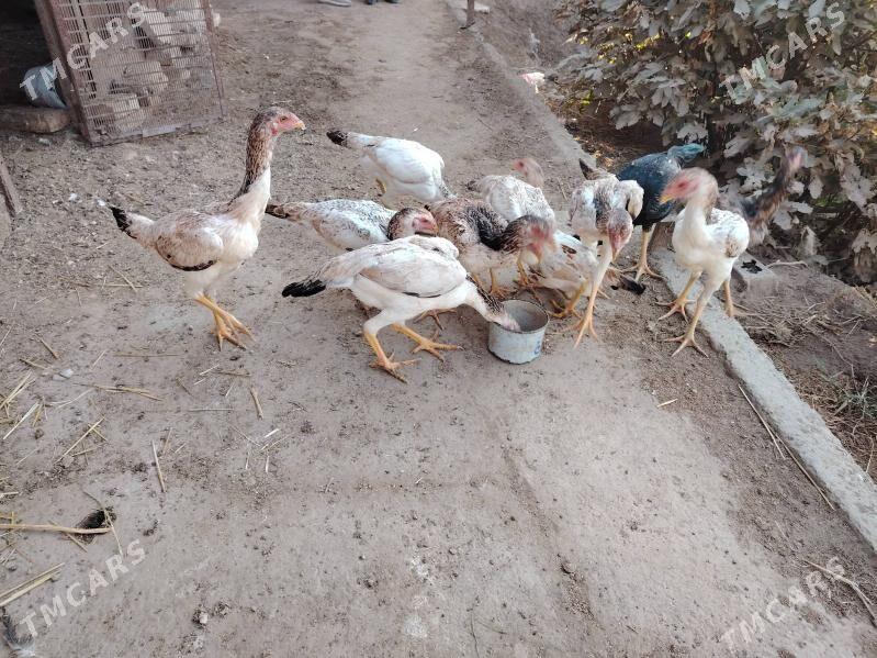 Baýes towuk jüýjeler - Türkmenabat - img 4