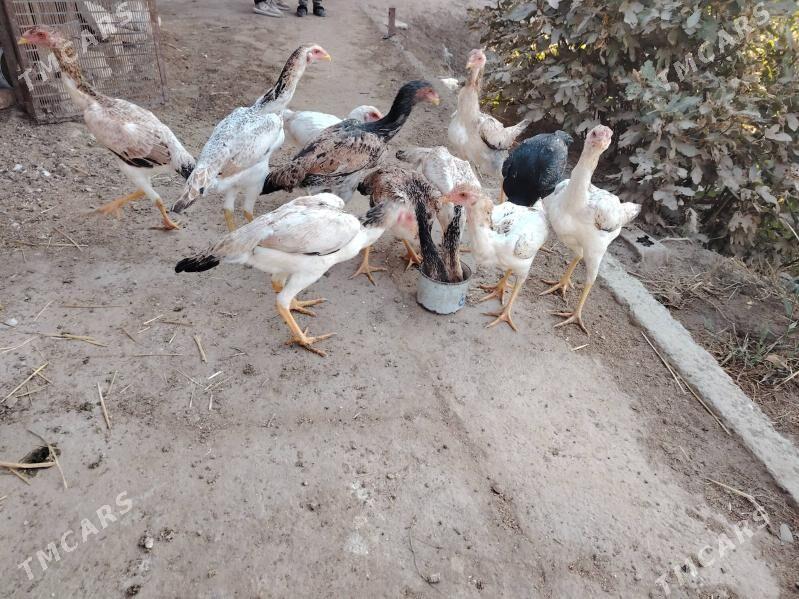 Baýes towuk jüýjeler - Türkmenabat - img 3