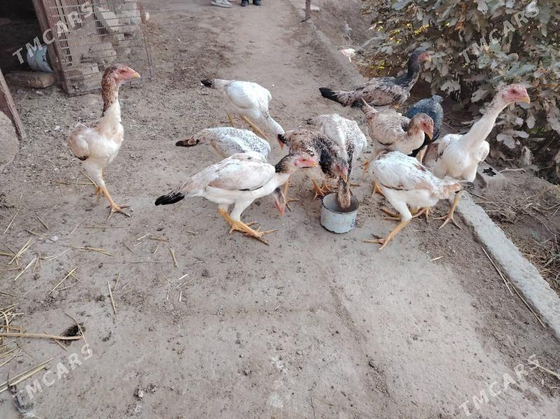 Baýes towuk jüýjeler - Türkmenabat - img 2