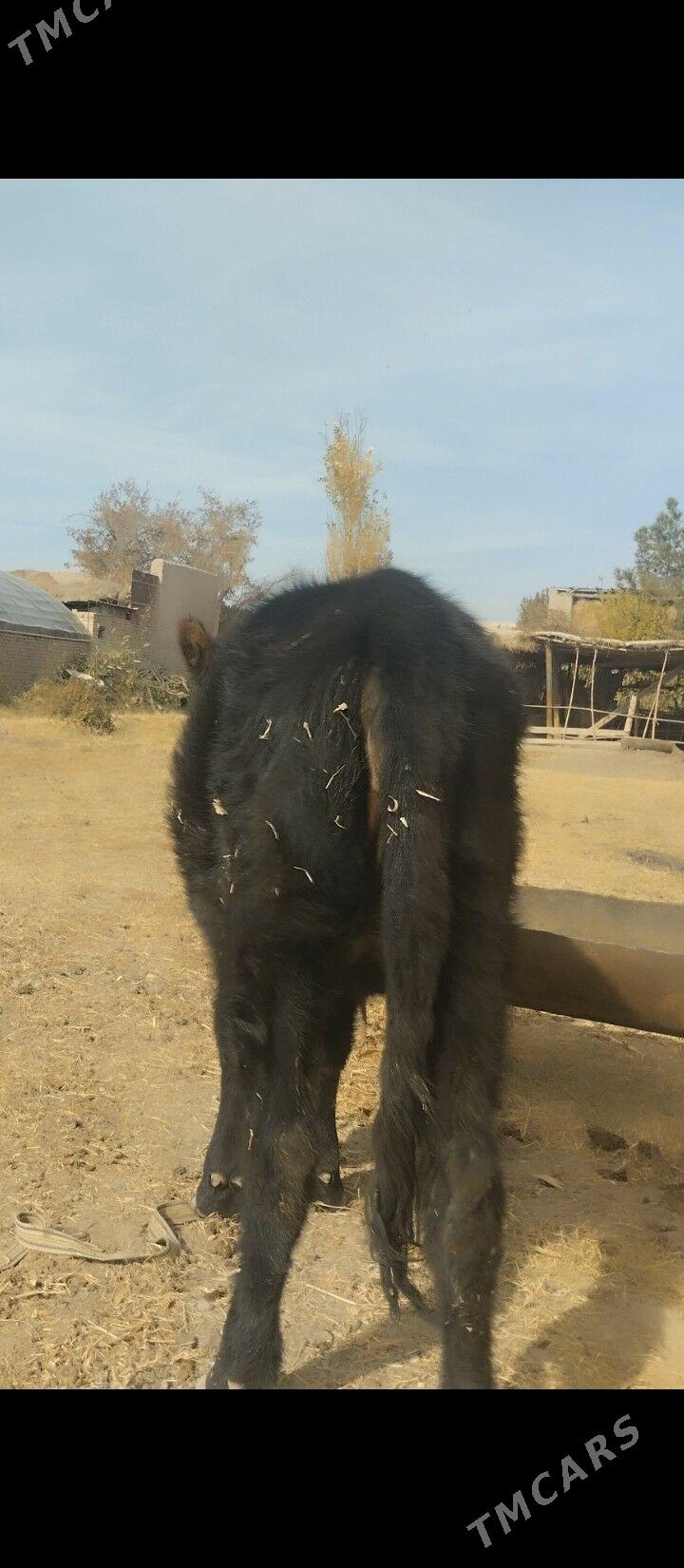 unajyn - Чарджоу - img 3