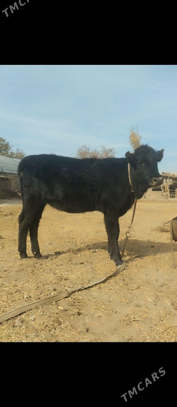 unajyn - Чарджоу - img 2