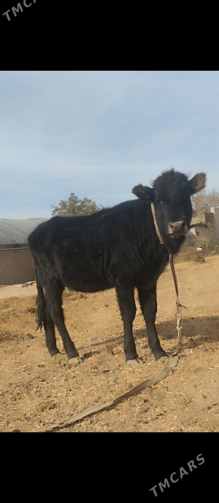 unajyn - Чарджоу - img 1