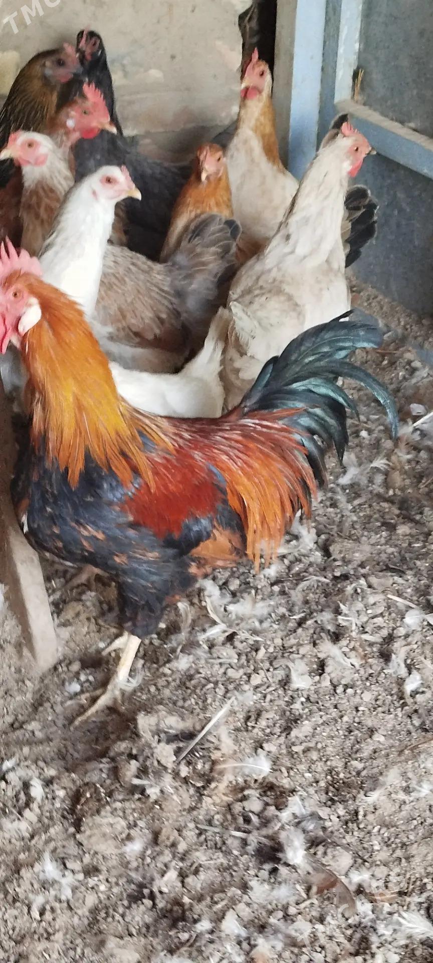 towuk - Mary - img 3