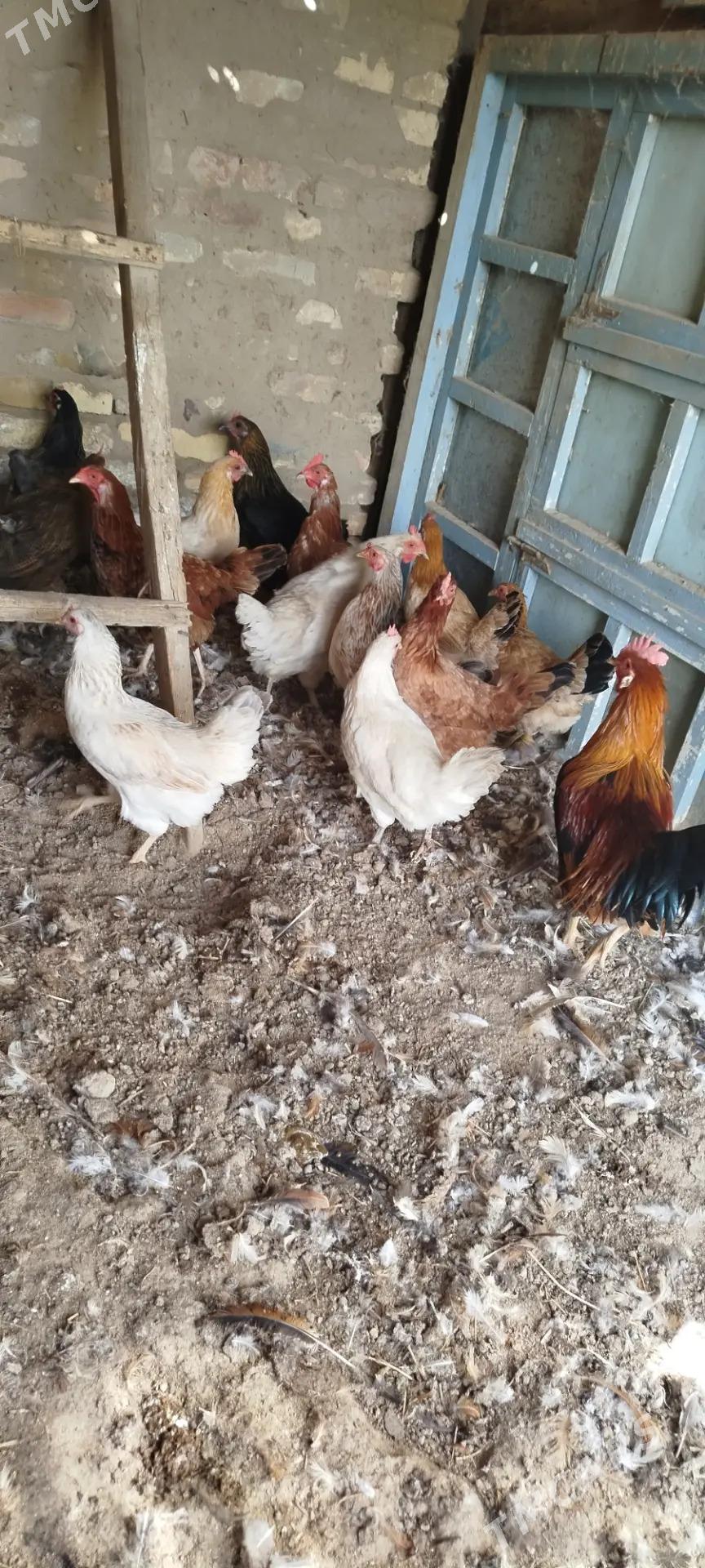 towuk - Mary - img 2