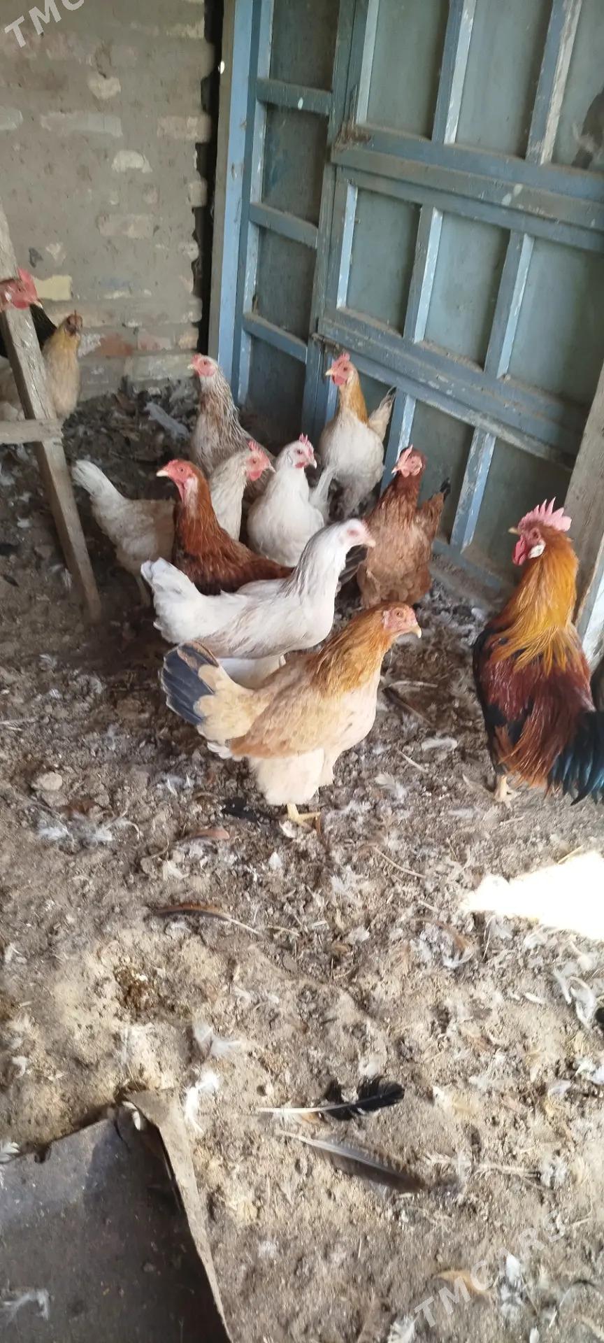 towuk - Mary - img 4