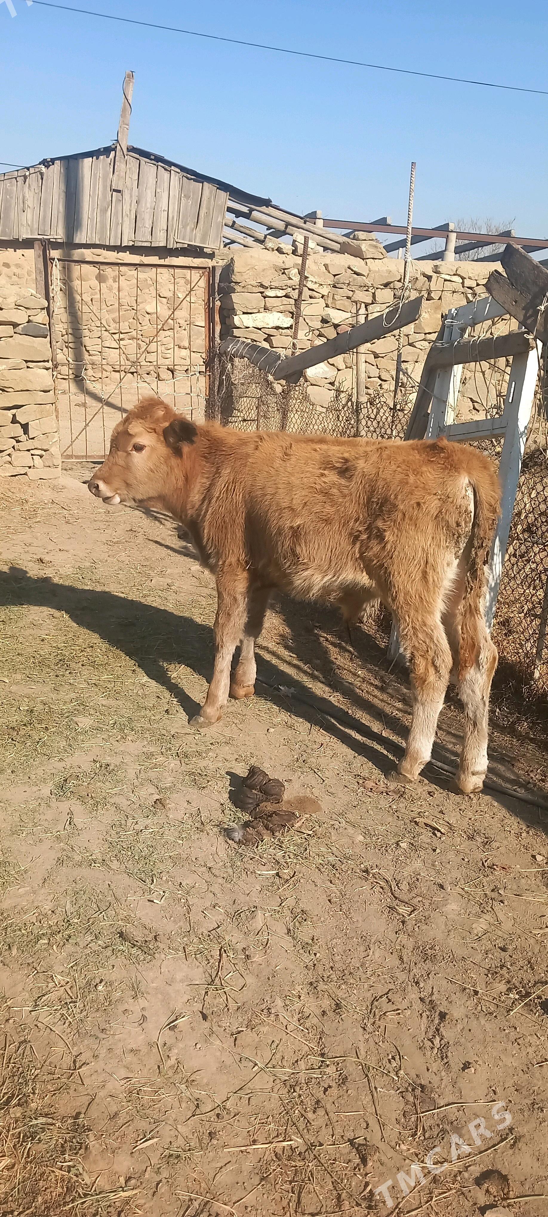 okuz - Бахарден - img 3