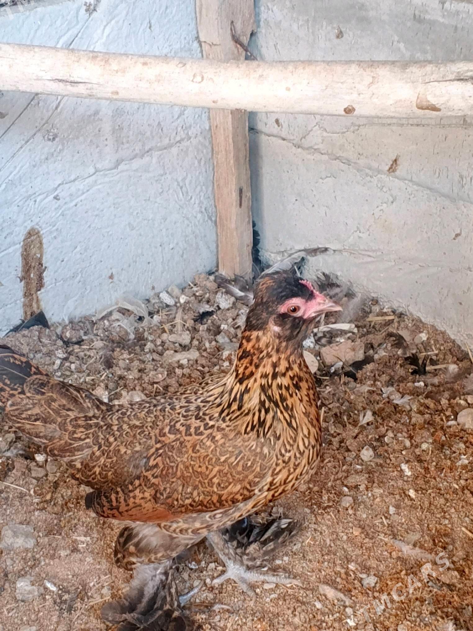 karlik - Aşgabat - img 2