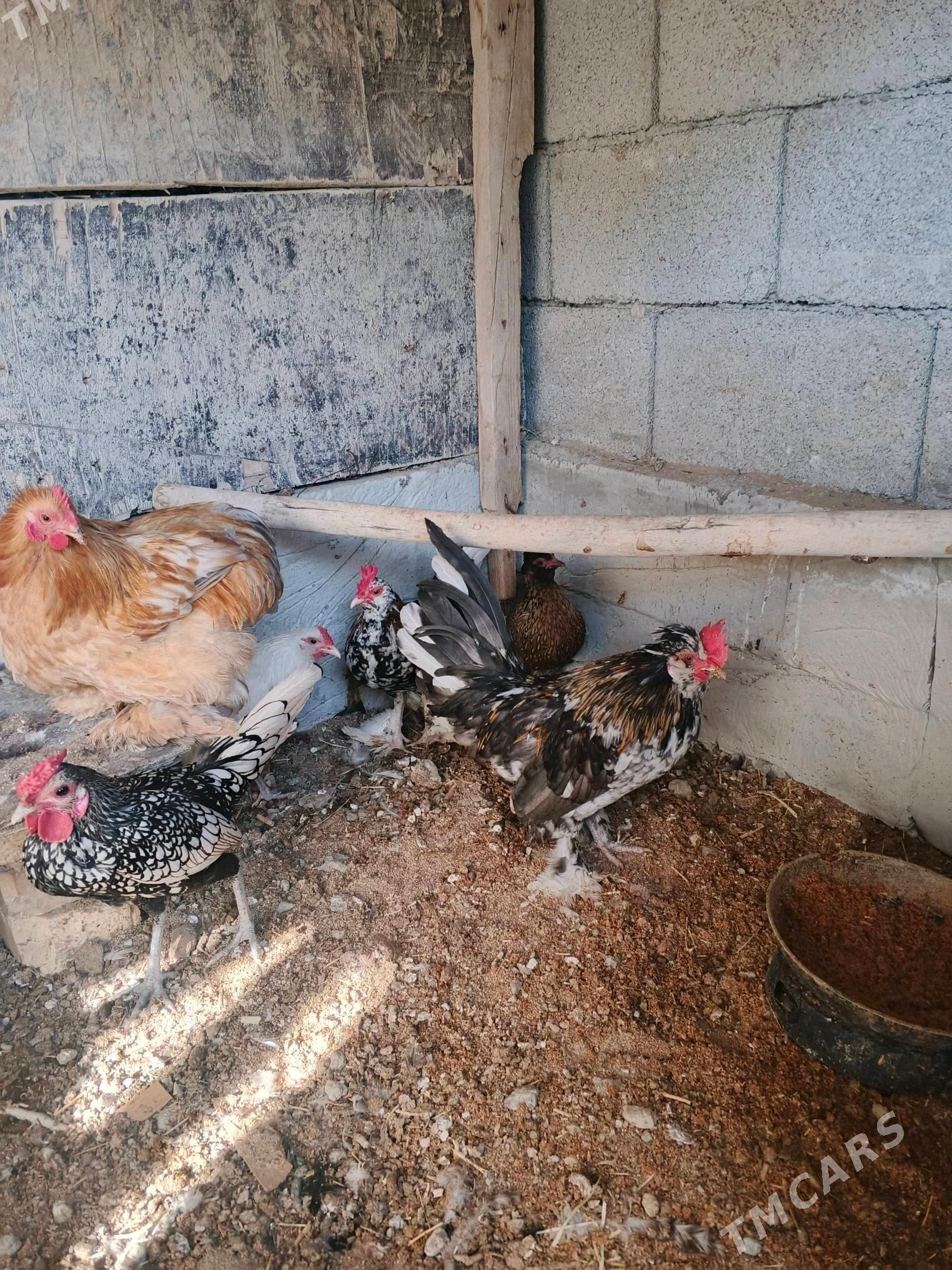 karlik - Aşgabat - img 3