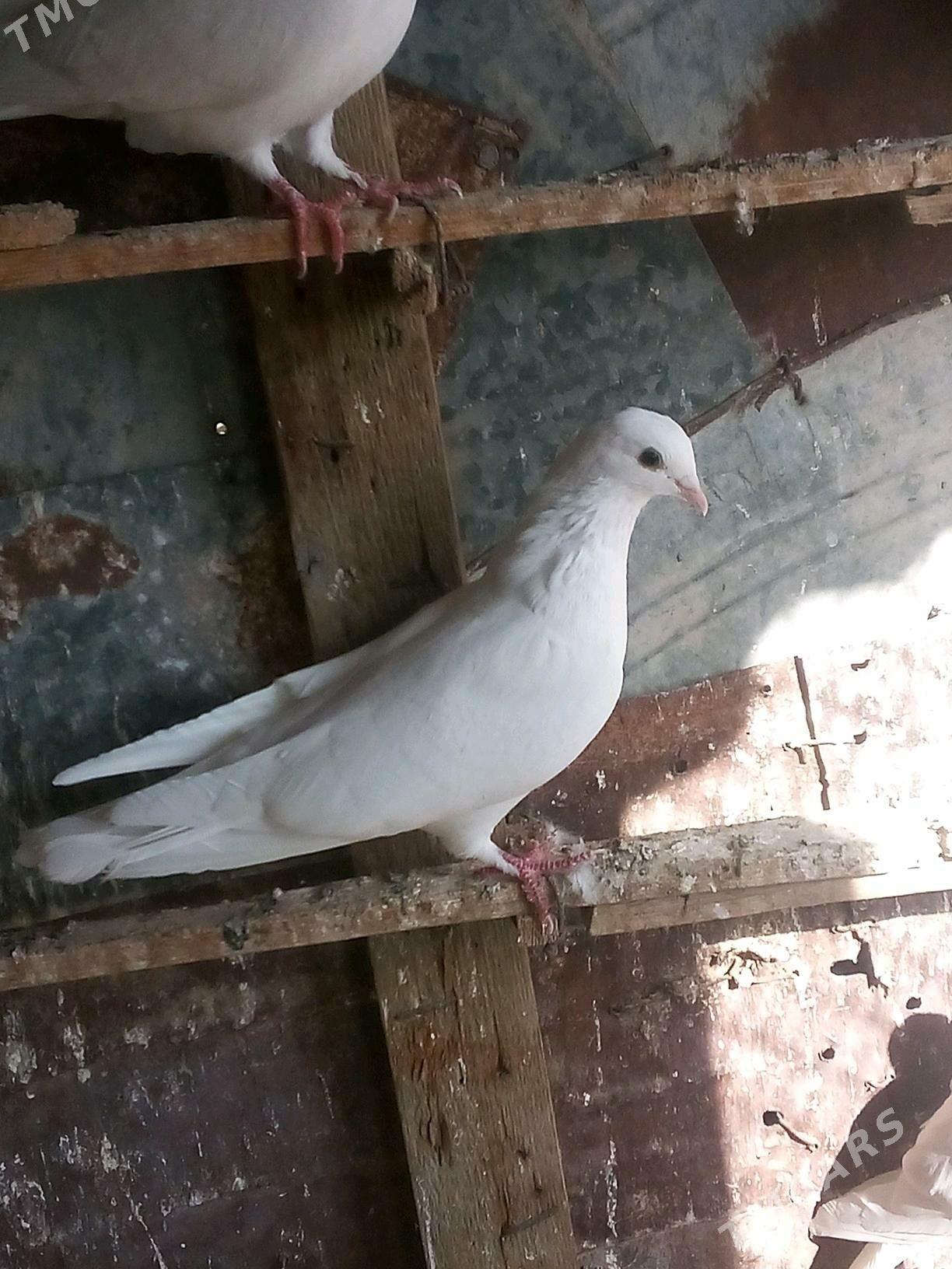 kepderi - Mary - img 8