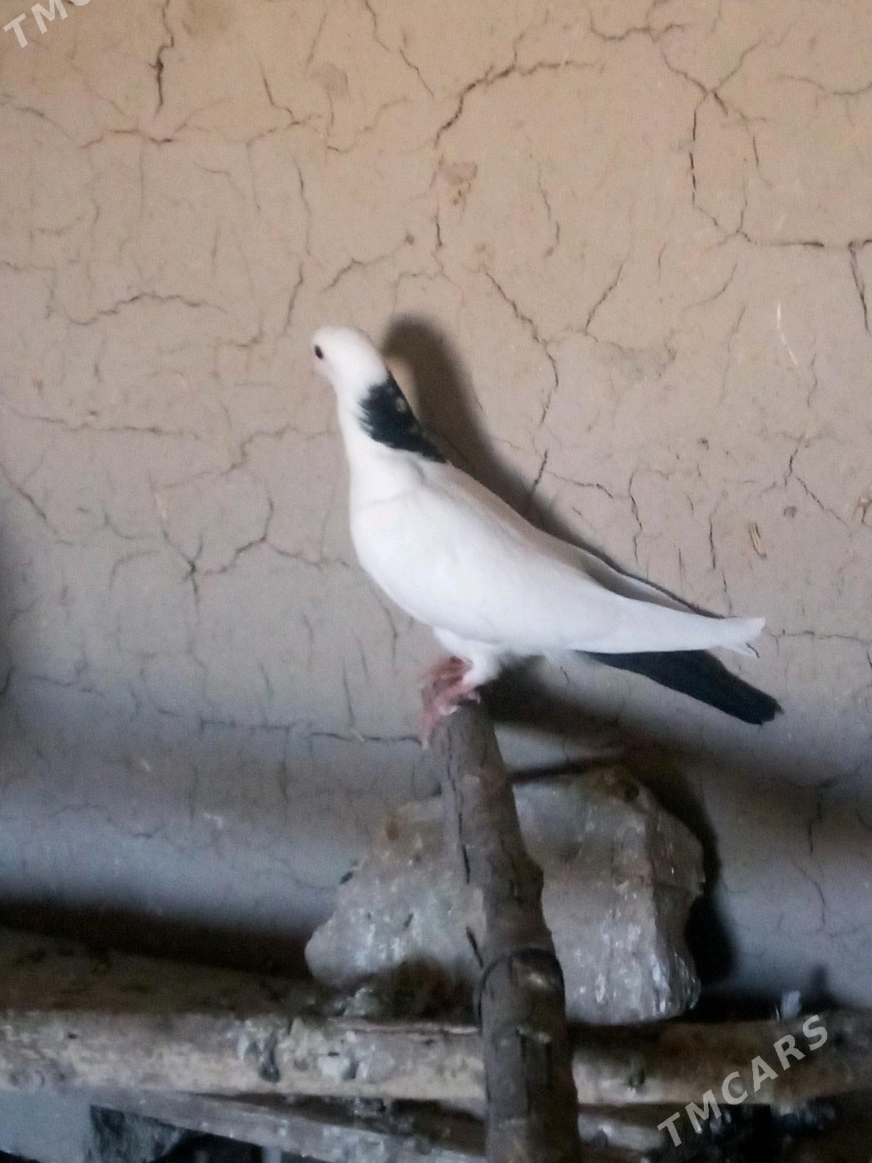 kepderi - Mary - img 3