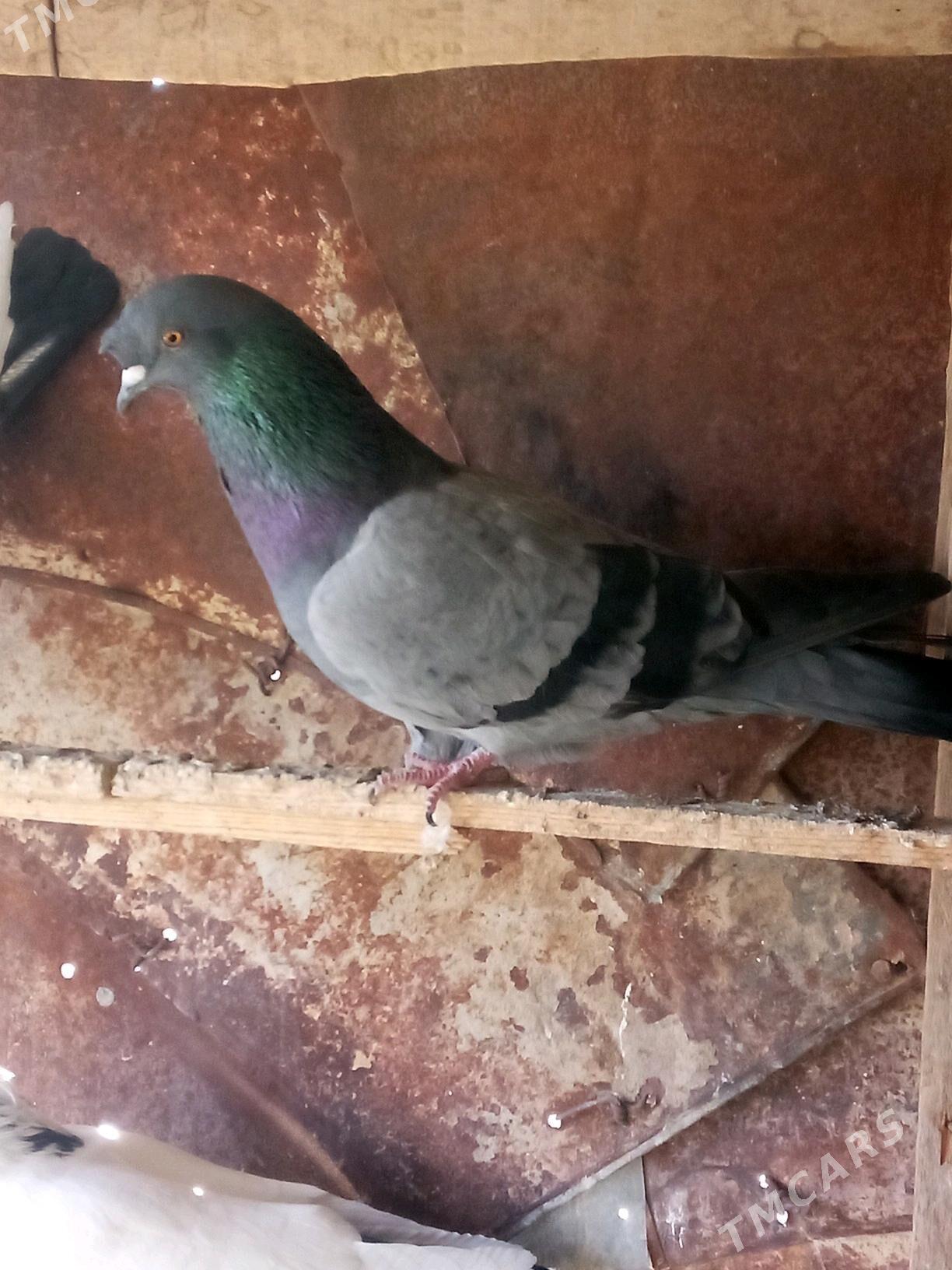 kepderi - Mary - img 6