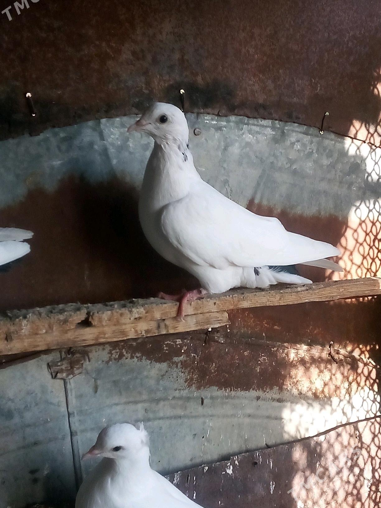 kepderi - Mary - img 7