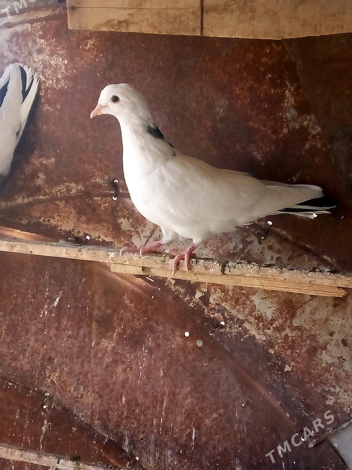 kepderi - Mary - img 4