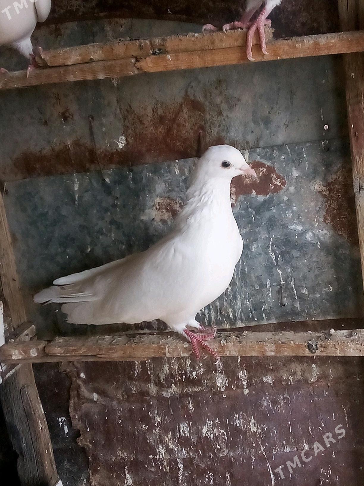 kepderi - Mary - img 9