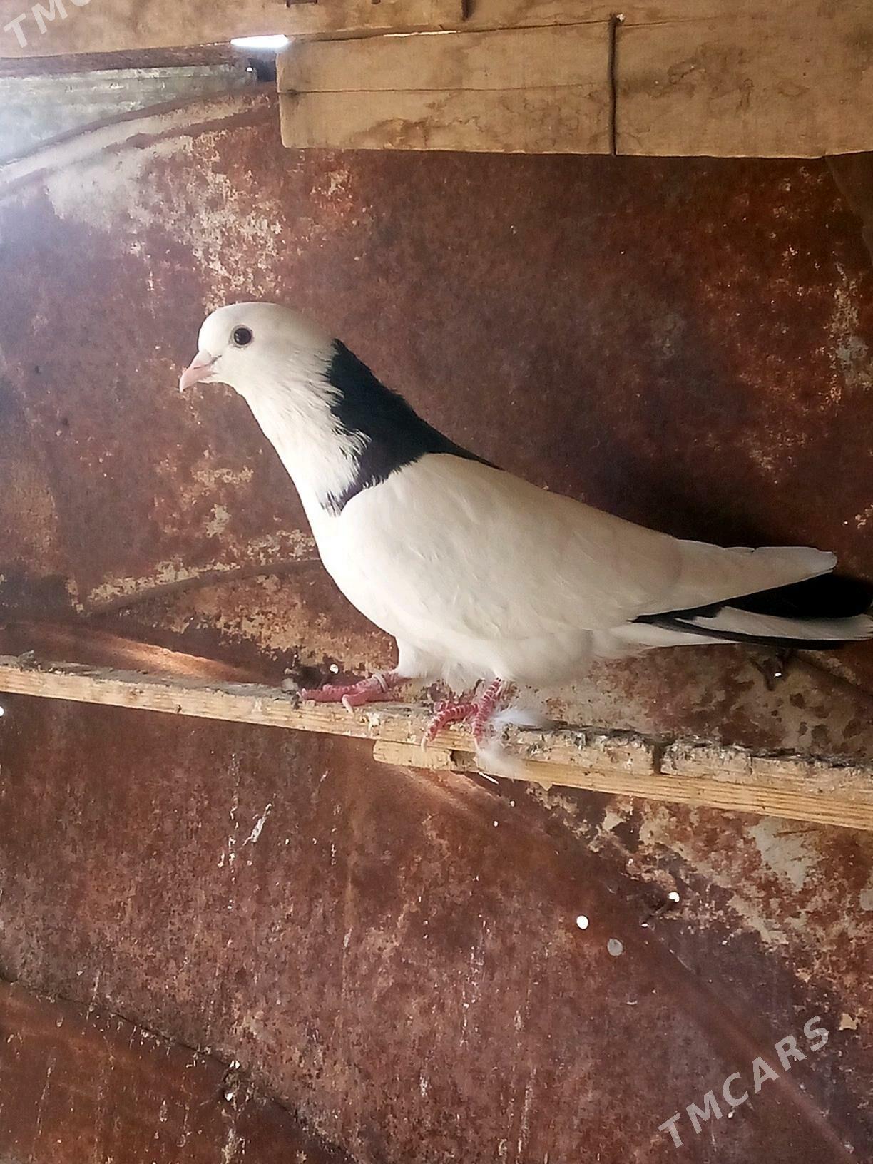 kepderi - Mary - img 5