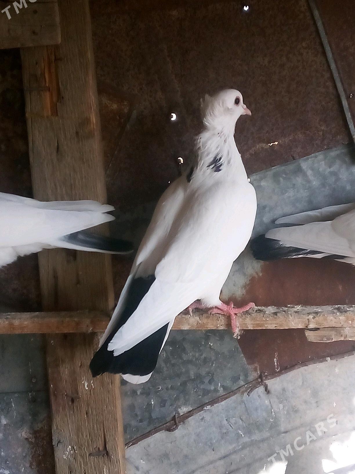 kepderi - Mary - img 2