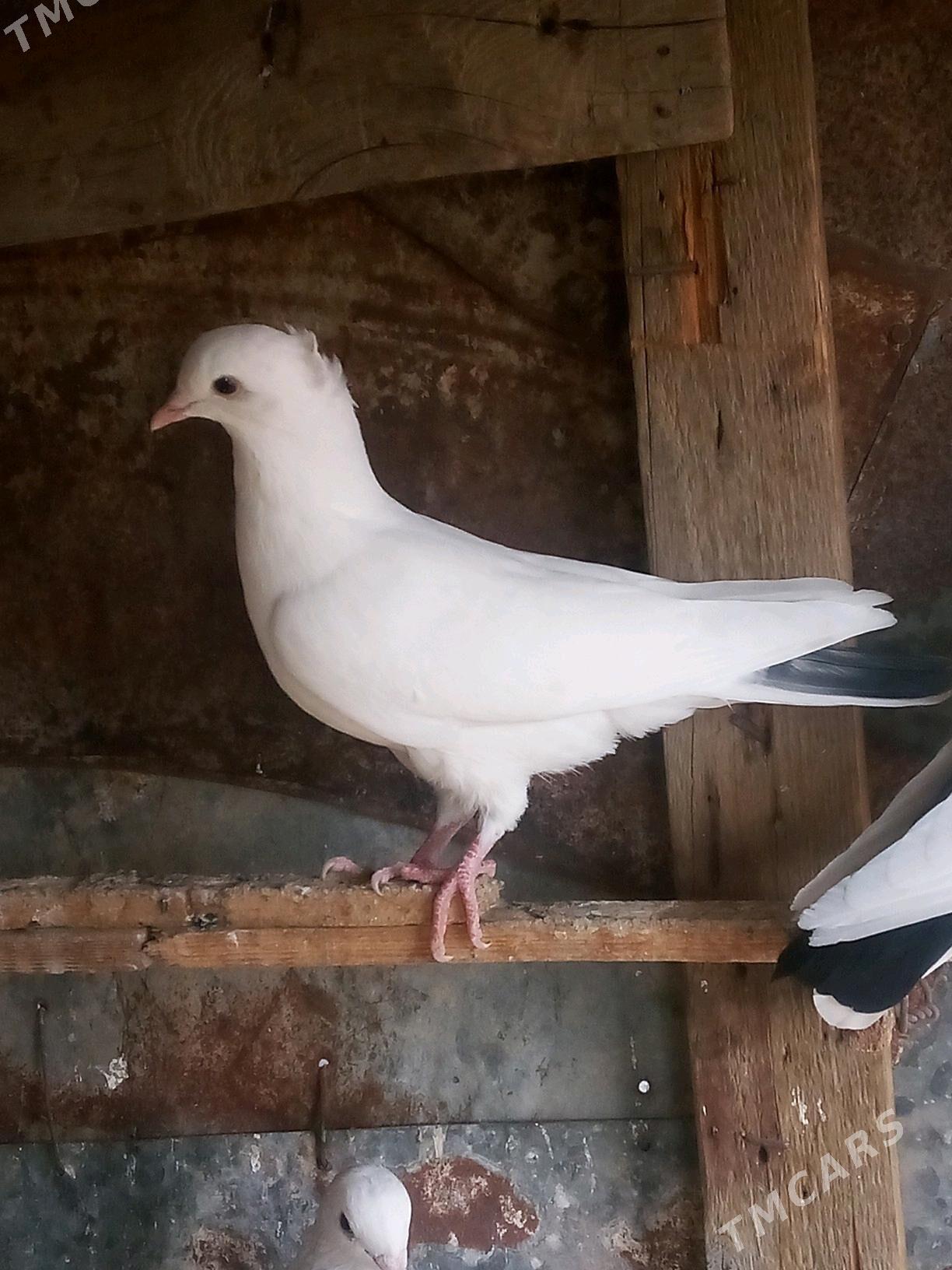 kepderi - Mary - img 10