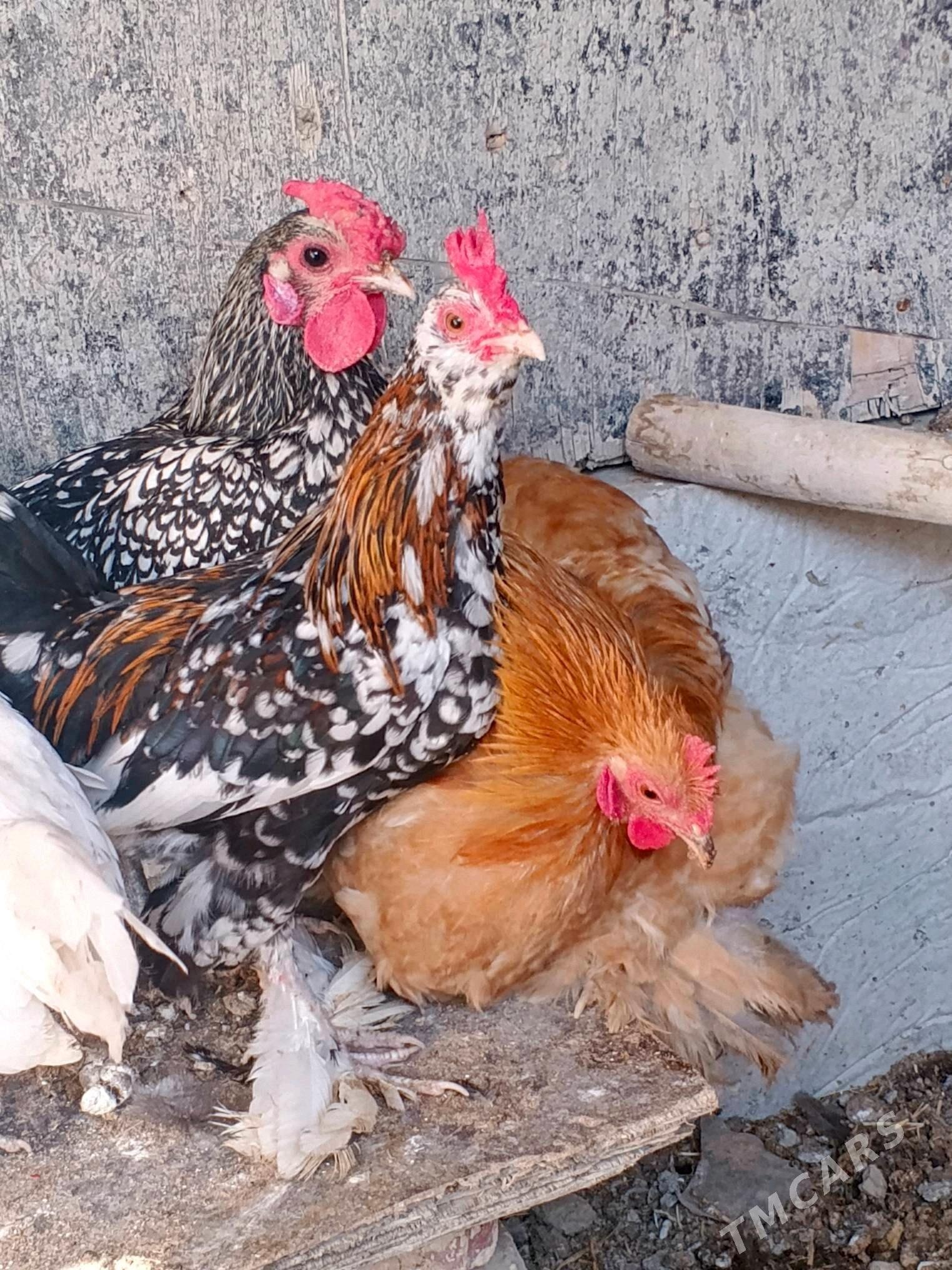 karlik - Aşgabat - img 1