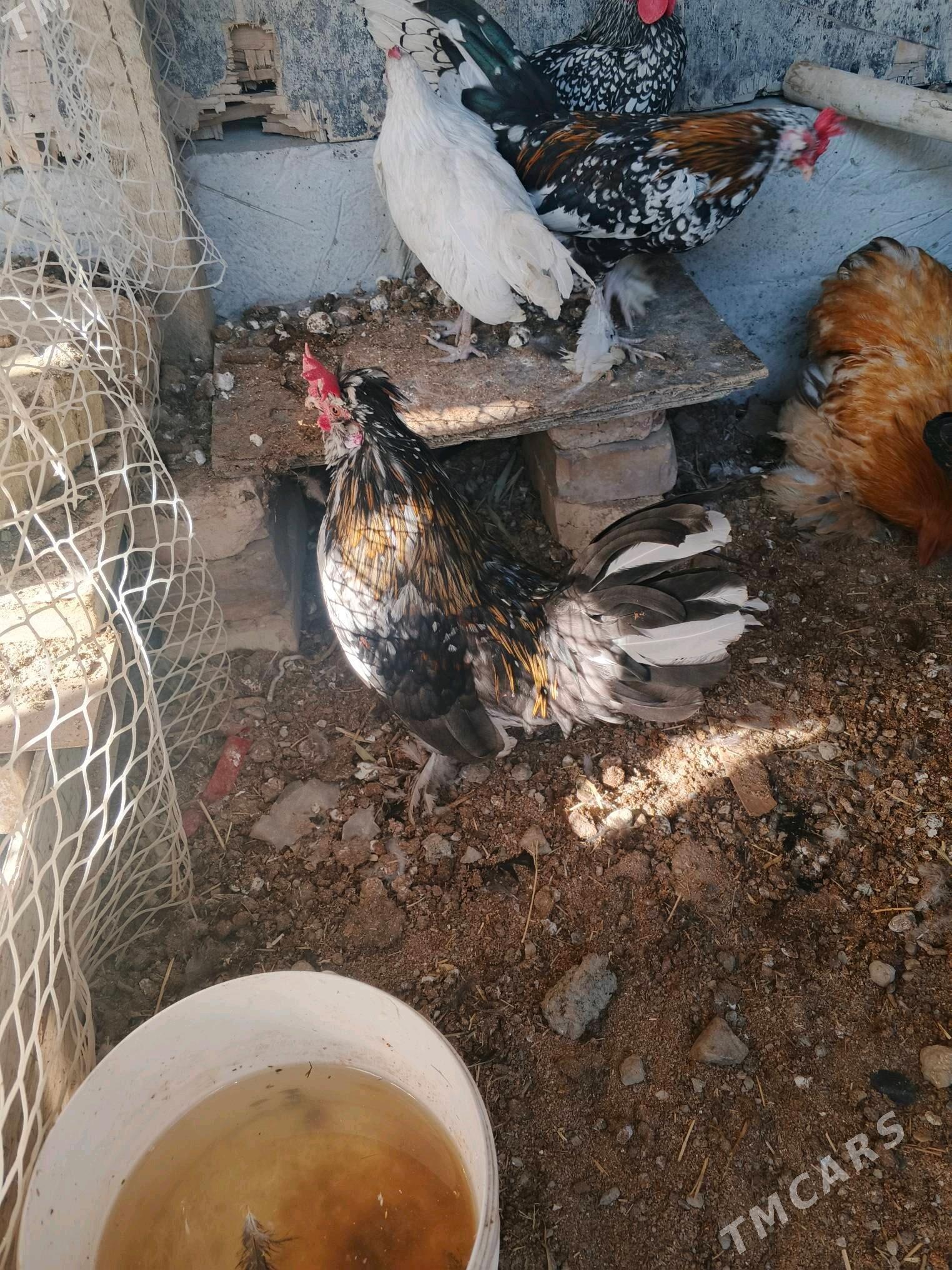 karlik - Aşgabat - img 4