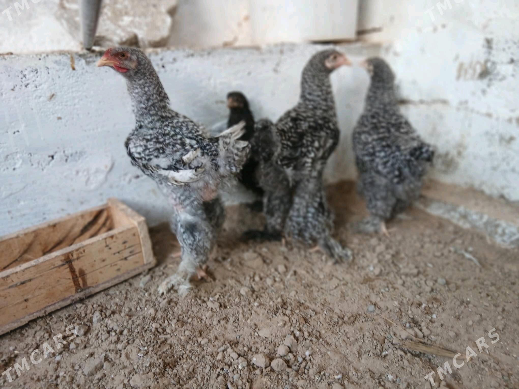 ToBrama jüÿjeleri - Гёкдже - img 2