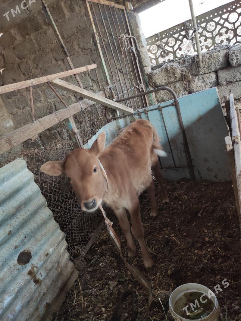 sygyr - Türkmenabat - img 5