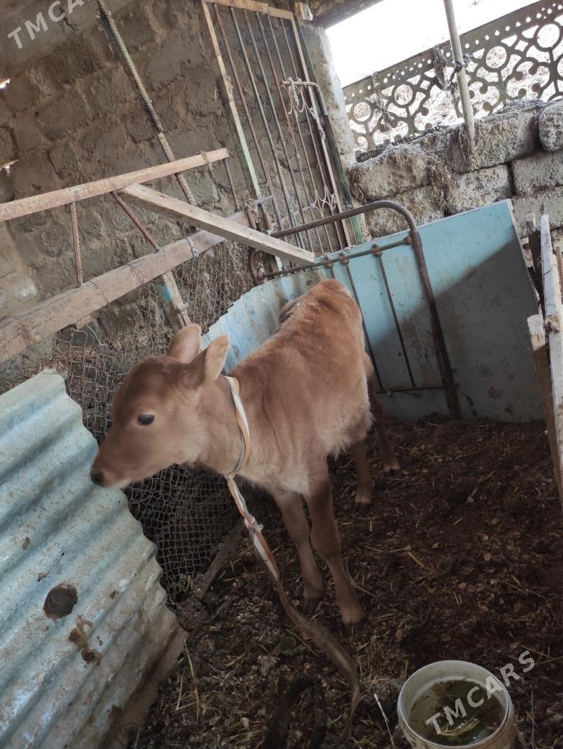 sygyr - Türkmenabat - img 4