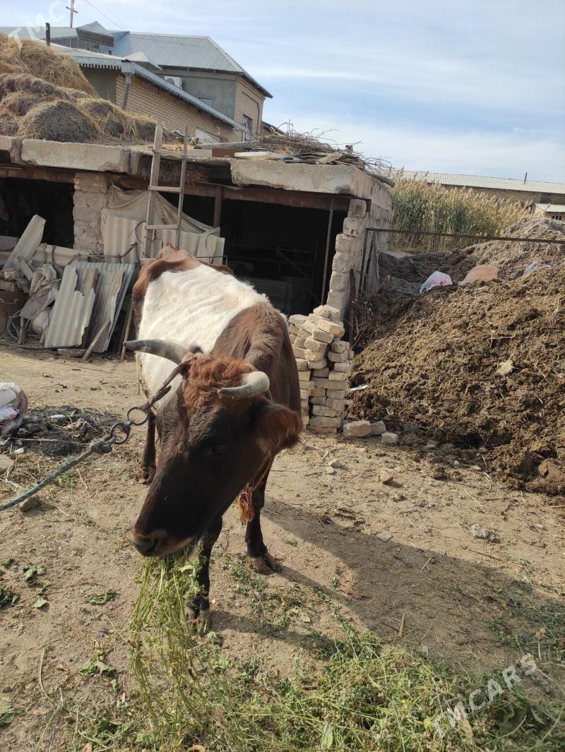 sygyr - Türkmenabat - img 3